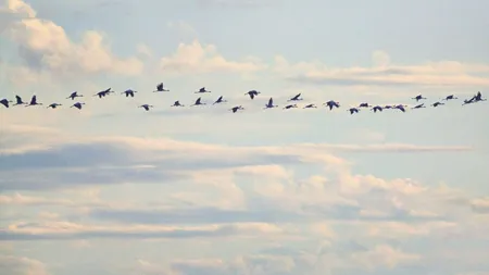 Email Objects That Don’t Migrate to Office 365 and Solutions